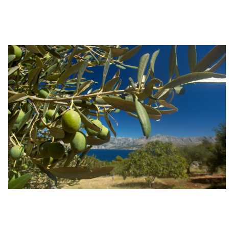 Olivový háj 10ml