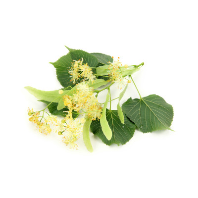 Lipa - antialergický - parfumová kompozícia 10ml