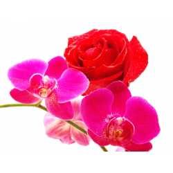Jasmín + ruža + orchidea 10ml
