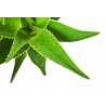 Aloe - antialergický 10ml