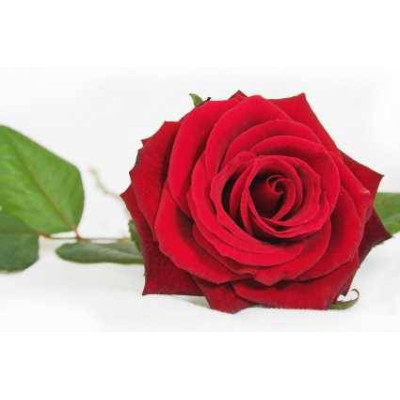 Sada parfumových kompozícií KVETINOVÁ I. - 3x10ml