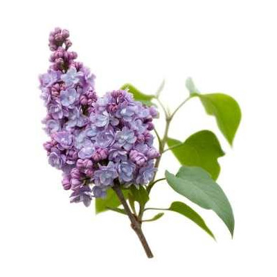 Sada parfumových kompozícií KVETINOVÁ I. - 3x10ml